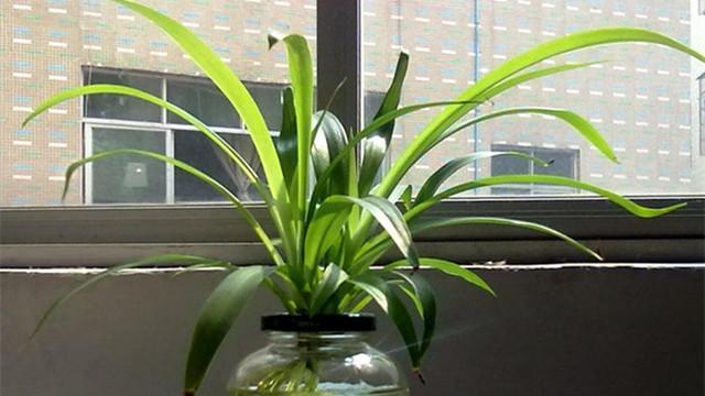 好養(yǎng)的水培植物_養(yǎng)水培植物用什么水好_培植養(yǎng)物水好還是草好