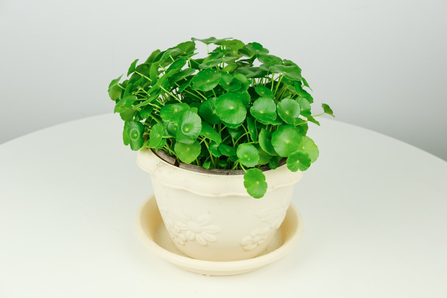 室內(nèi)養(yǎng)花好么_室內(nèi)養(yǎng)花好嘛_什么花好養(yǎng)活室內(nèi)