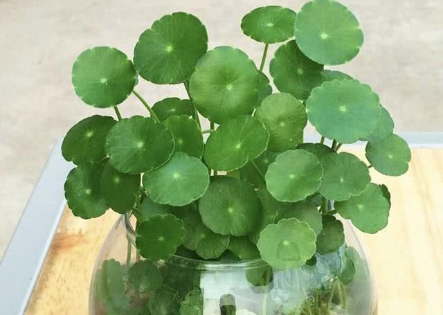 銅錢草“別亂養(yǎng)”，犯了“3個錯誤”，葉片會發(fā)軟，難成活！