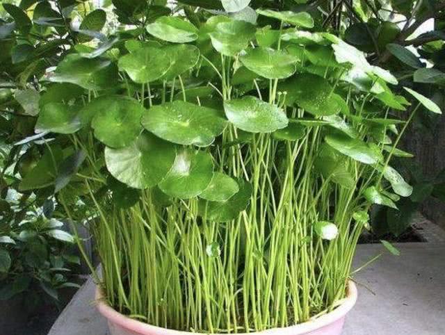 銅錢草適合室內(nèi)養(yǎng)嗎_銅錢草適合室內(nèi)養(yǎng)嗎_銅錢草適合室內(nèi)養(yǎng)嗎