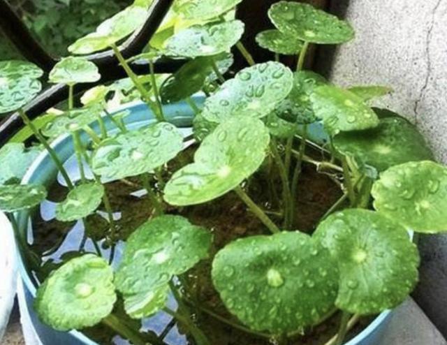 銅錢草適合室內(nèi)養(yǎng)嗎_銅錢草適合室內(nèi)養(yǎng)嗎_銅錢草適合室內(nèi)養(yǎng)嗎