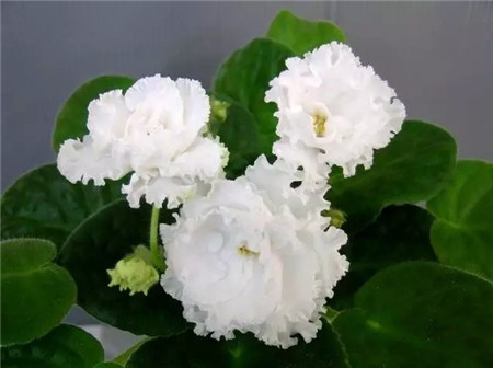 不見光的室內(nèi)適合養(yǎng)的花_室內(nèi)養(yǎng)適合見花的花盆_室內(nèi)適合養(yǎng)什么花招財