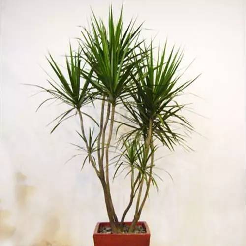 客廳養(yǎng)大型綠植適合什么花_適合養(yǎng)在客廳的大型綠植_客廳養(yǎng)大型綠植適合什么花盆