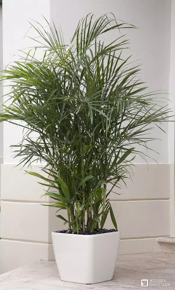 室內吸植物尼古丁怎么辦_室內吸植物尼古丁的危害_吸尼古丁的室內植物