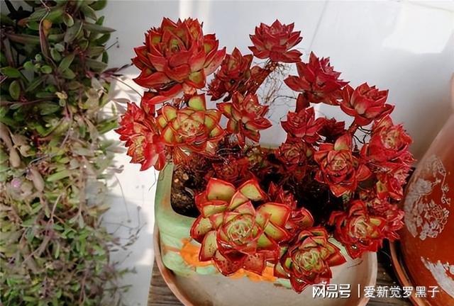 多肉植物阿倫培好養(yǎng)嗎_阿倫培多肉好養(yǎng)嗎_多肉阿倫培用什么土