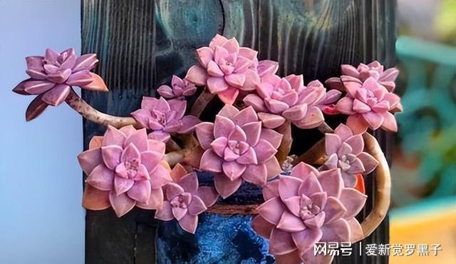 多肉阿倫培用什么土_阿倫培多肉好養(yǎng)嗎_多肉植物阿倫培好養(yǎng)嗎