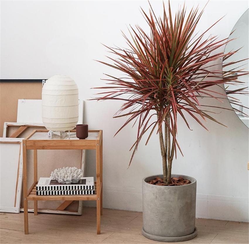 室內(nèi)養(yǎng)綠植好處_室內(nèi)養(yǎng)什么綠植好_室內(nèi)養(yǎng)綠植好嗎