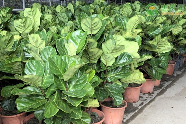 十大客廳養(yǎng)不死大型綠植