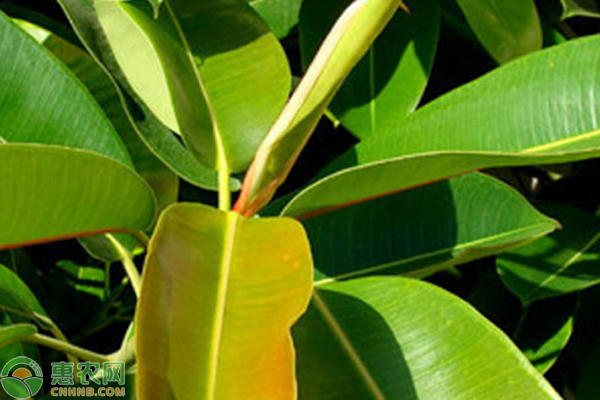 客廳綠植放什么好養(yǎng)又旺財_客廳放的綠植_客廳綠植放幾棵風水好