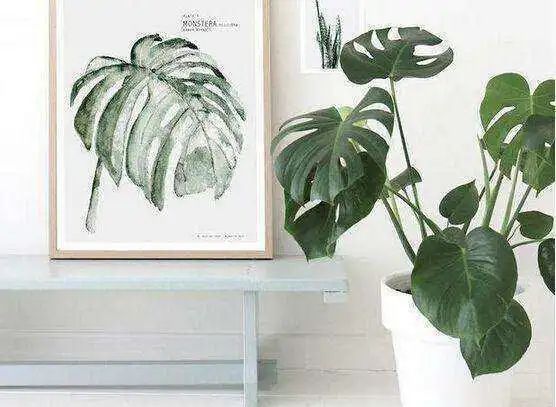 6種好養(yǎng)、陶冶情操的綠植，擺在家里凈化空氣，提高家居舒適感