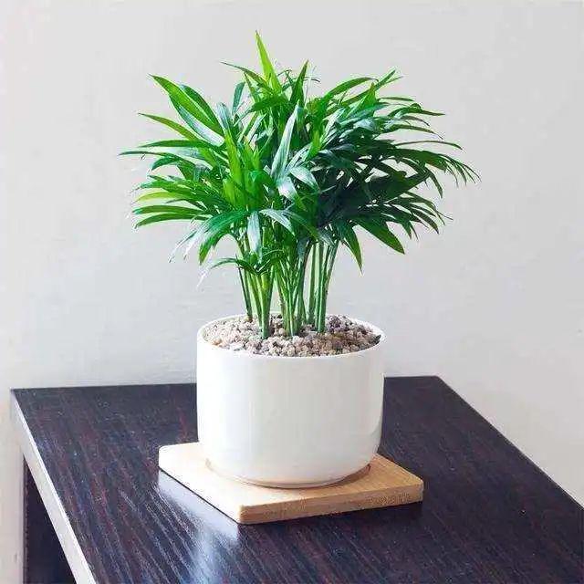 綠植真的能凈化空氣嗎_凈化空氣綠植排名_凈化空氣綠植十大排名