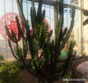 室內凈化空氣養(yǎng)什么花好_室內養(yǎng)什么花好還能凈化空氣旺財運_室內空氣凈化養(yǎng)什么花