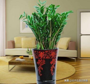 室內凈化空氣養(yǎng)什么花好_室內養(yǎng)什么花好還能凈化空氣旺財運_室內空氣凈化養(yǎng)什么花