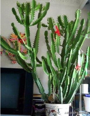 室內凈化空氣養(yǎng)什么花好_室內空氣凈化養(yǎng)什么花_室內養(yǎng)什么花好還能凈化空氣旺財運
