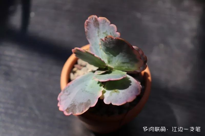 對比照，越來越丑的多肉