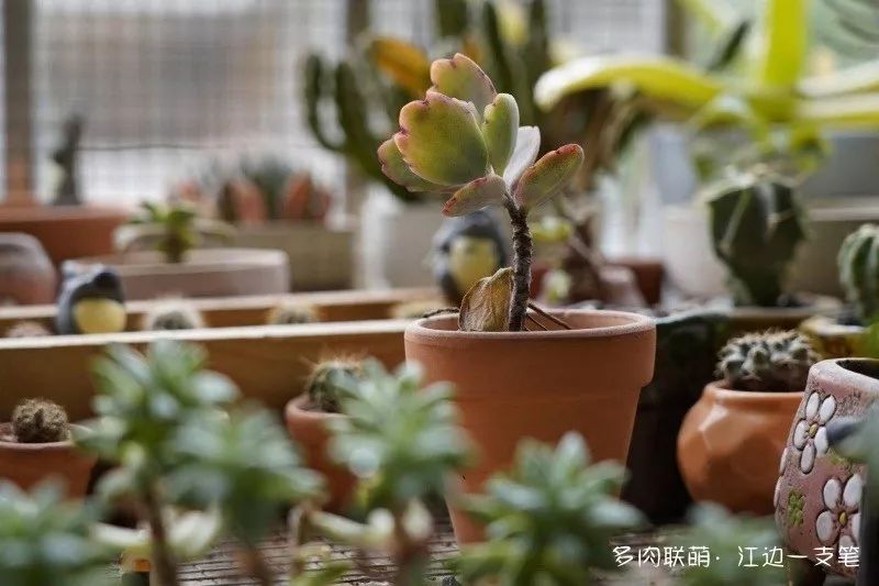 蝴蝶之舞多肉_蝶舞多肉怎么養(yǎng)護(hù)_多肉蝴蝶之舞的養(yǎng)殖方法