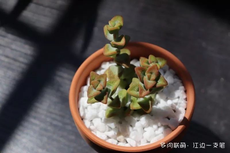 蝴蝶之舞多肉_多肉蝴蝶之舞的養(yǎng)殖方法_蝶舞多肉怎么養(yǎng)護(hù)