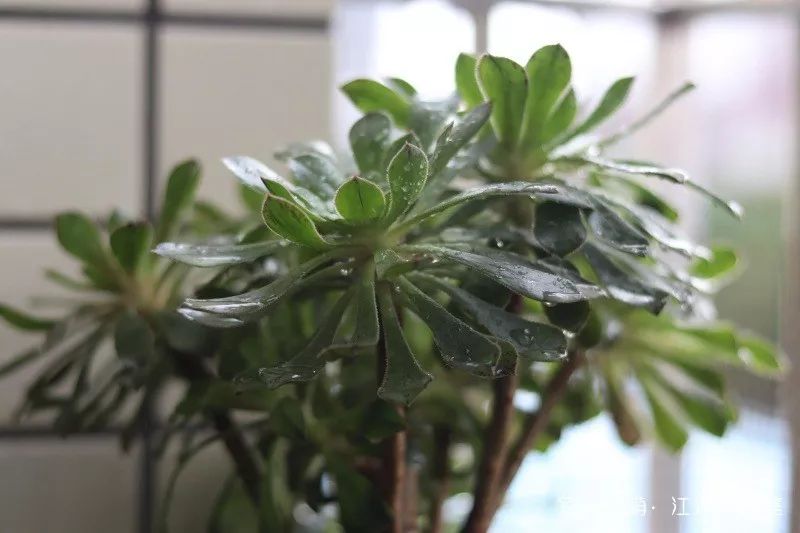 蝴蝶之舞多肉_蝶舞多肉怎么養(yǎng)護(hù)_多肉蝴蝶之舞的養(yǎng)殖方法