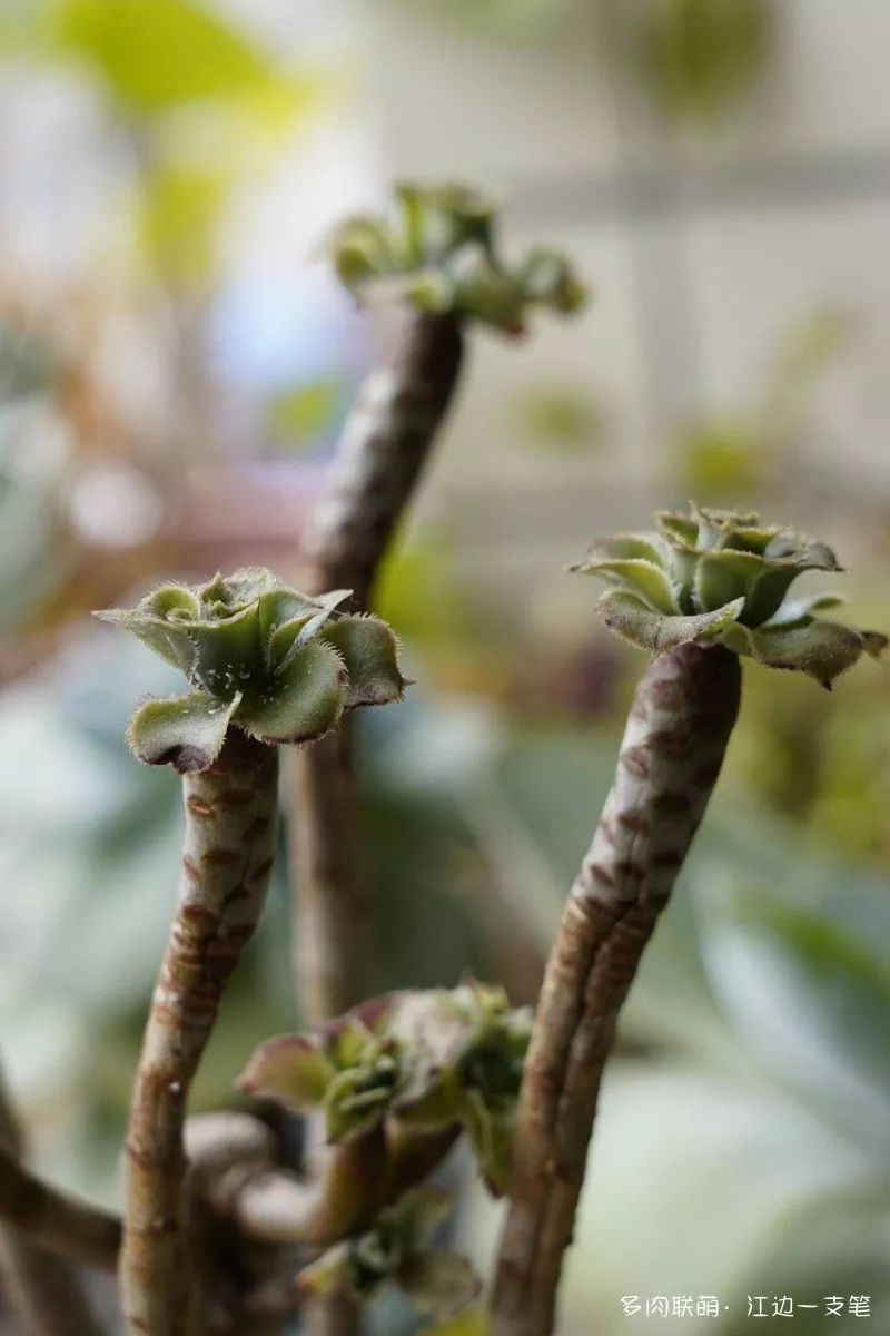 多肉蝴蝶之舞的養(yǎng)殖方法_蝴蝶之舞多肉_蝶舞多肉怎么養(yǎng)護(hù)