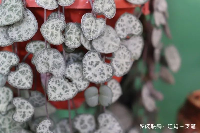 蝶舞多肉怎么養(yǎng)護(hù)_蝴蝶之舞多肉_多肉蝴蝶之舞的養(yǎng)殖方法