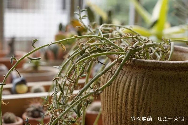 蝴蝶之舞多肉_多肉蝴蝶之舞的養(yǎng)殖方法_蝶舞多肉怎么養(yǎng)護(hù)