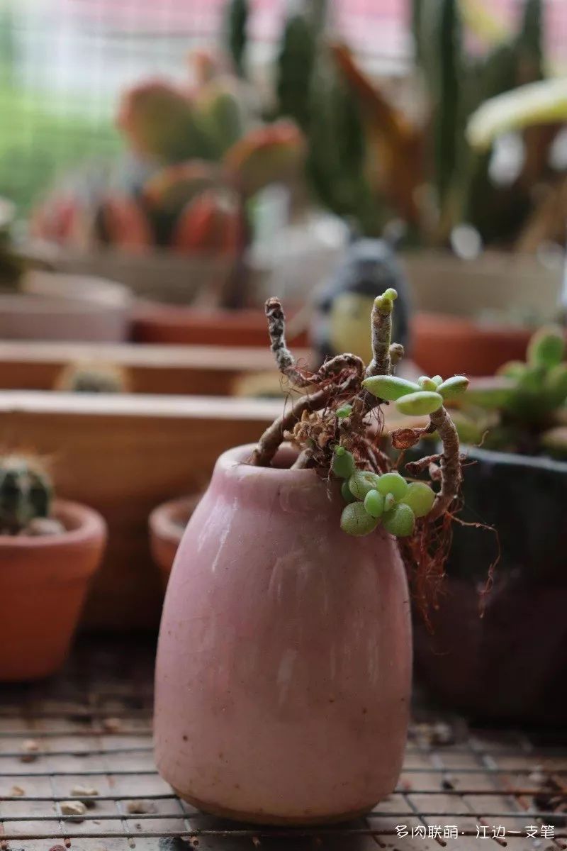 蝴蝶之舞多肉_多肉蝴蝶之舞的養(yǎng)殖方法_蝶舞多肉怎么養(yǎng)護(hù)