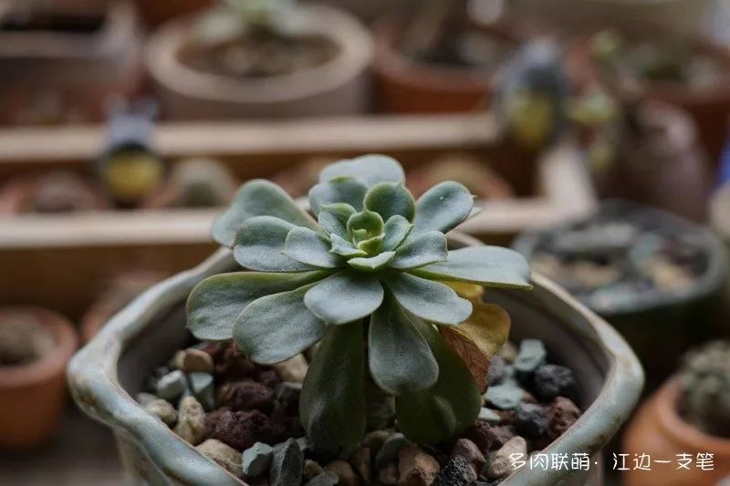 蝴蝶之舞多肉_蝶舞多肉怎么養(yǎng)護(hù)_多肉蝴蝶之舞的養(yǎng)殖方法