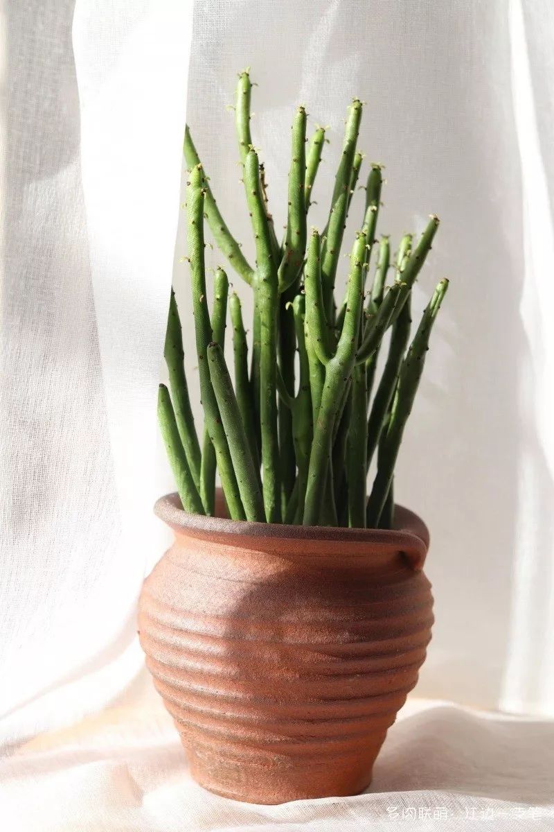 蝶舞多肉怎么養(yǎng)護(hù)_蝴蝶之舞多肉_多肉蝴蝶之舞的養(yǎng)殖方法