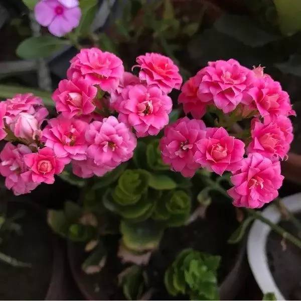 適合北方室內(nèi)養(yǎng)的花_北方室內(nèi)養(yǎng)什么花好養(yǎng)_北方室內(nèi)適合養(yǎng)的花