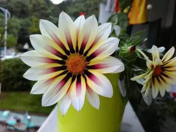 北方室內(nèi)適合養(yǎng)的花_北方室內(nèi)養(yǎng)什么花好養(yǎng)_適合北方室內(nèi)養(yǎng)的花