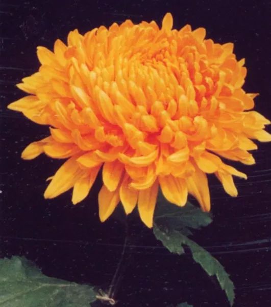 北方室內(nèi)養(yǎng)什么花好養(yǎng)_適合北方室內(nèi)養(yǎng)的花_北方室內(nèi)適合養(yǎng)的花