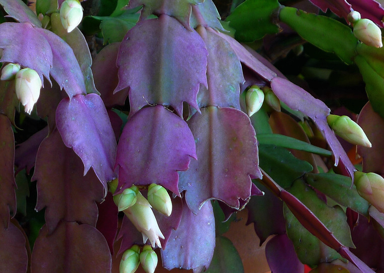 陽(yáng)臺(tái)養(yǎng)適合花多肉嗎_適合陽(yáng)臺(tái)養(yǎng)的花_陽(yáng)臺(tái)養(yǎng)適合花的植物