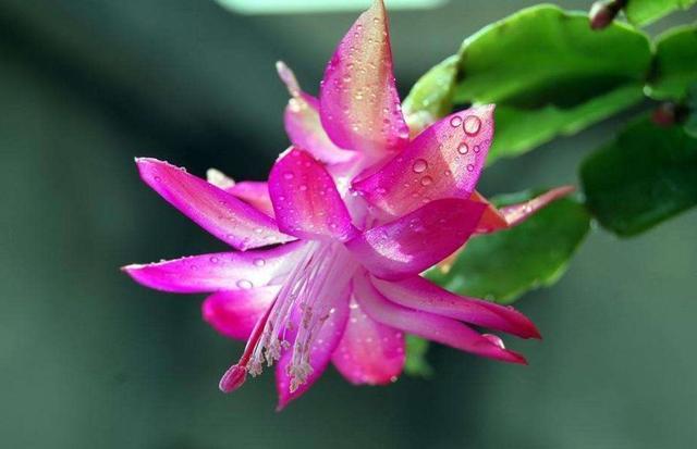 適合陽(yáng)臺(tái)養(yǎng)的花_陽(yáng)臺(tái)養(yǎng)適合花多肉嗎_陽(yáng)臺(tái)養(yǎng)適合花的植物