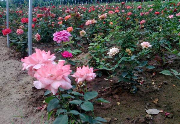 耐陰的爬藤花卉有哪些_耐陰的爬藤花_花卉耐陰爬藤有那些品種