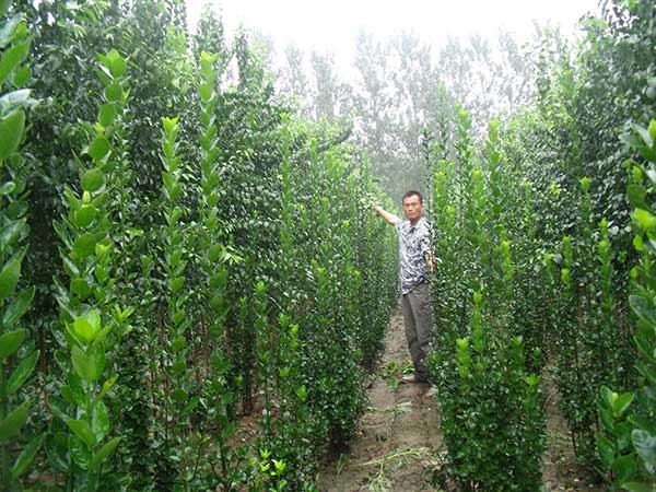 耐陰的爬藤花卉有哪些_花卉耐陰爬藤有那些品種_耐陰的爬藤花