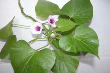 番薯會開花嗎_紅薯開花會影響產(chǎn)量嗎_番薯開的花叫什么花