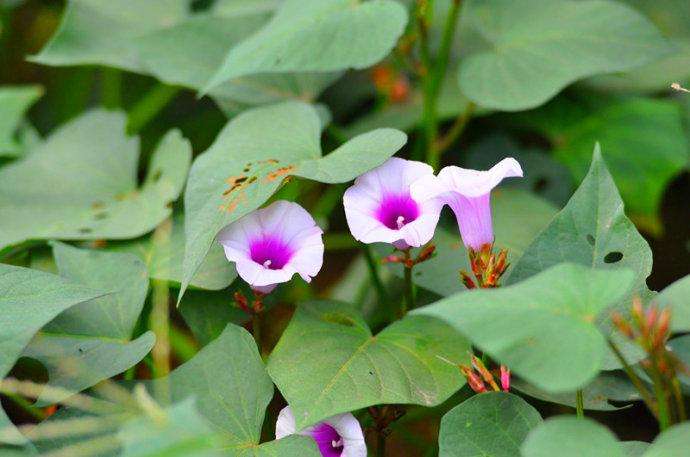 紅薯開花會影響產(chǎn)量嗎_番薯會開花嗎_番薯開的花叫什么花