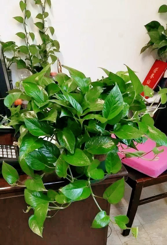 養(yǎng)綠植適合家里養(yǎng)嗎_養(yǎng)綠植適合家里養(yǎng)的植物_家里適合養(yǎng)哪些綠植