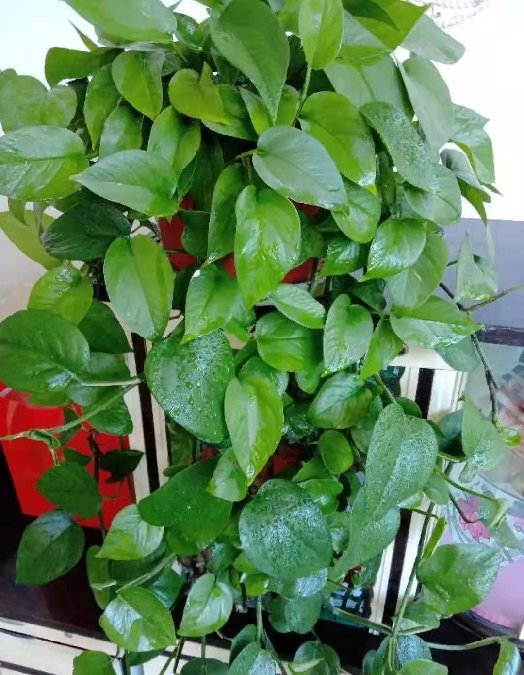 養(yǎng)綠植適合家里養(yǎng)的植物_養(yǎng)綠植適合家里養(yǎng)嗎_家里適合養(yǎng)哪些綠植