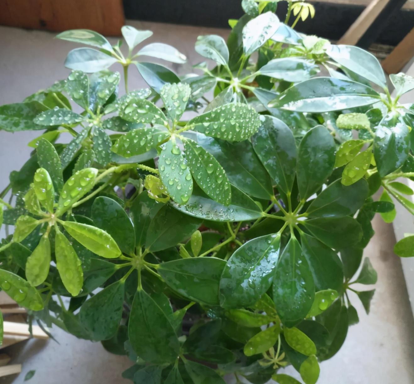 家里適合養(yǎng)哪些綠植_養(yǎng)綠植適合家里養(yǎng)的植物_養(yǎng)綠植適合家里養(yǎng)嗎