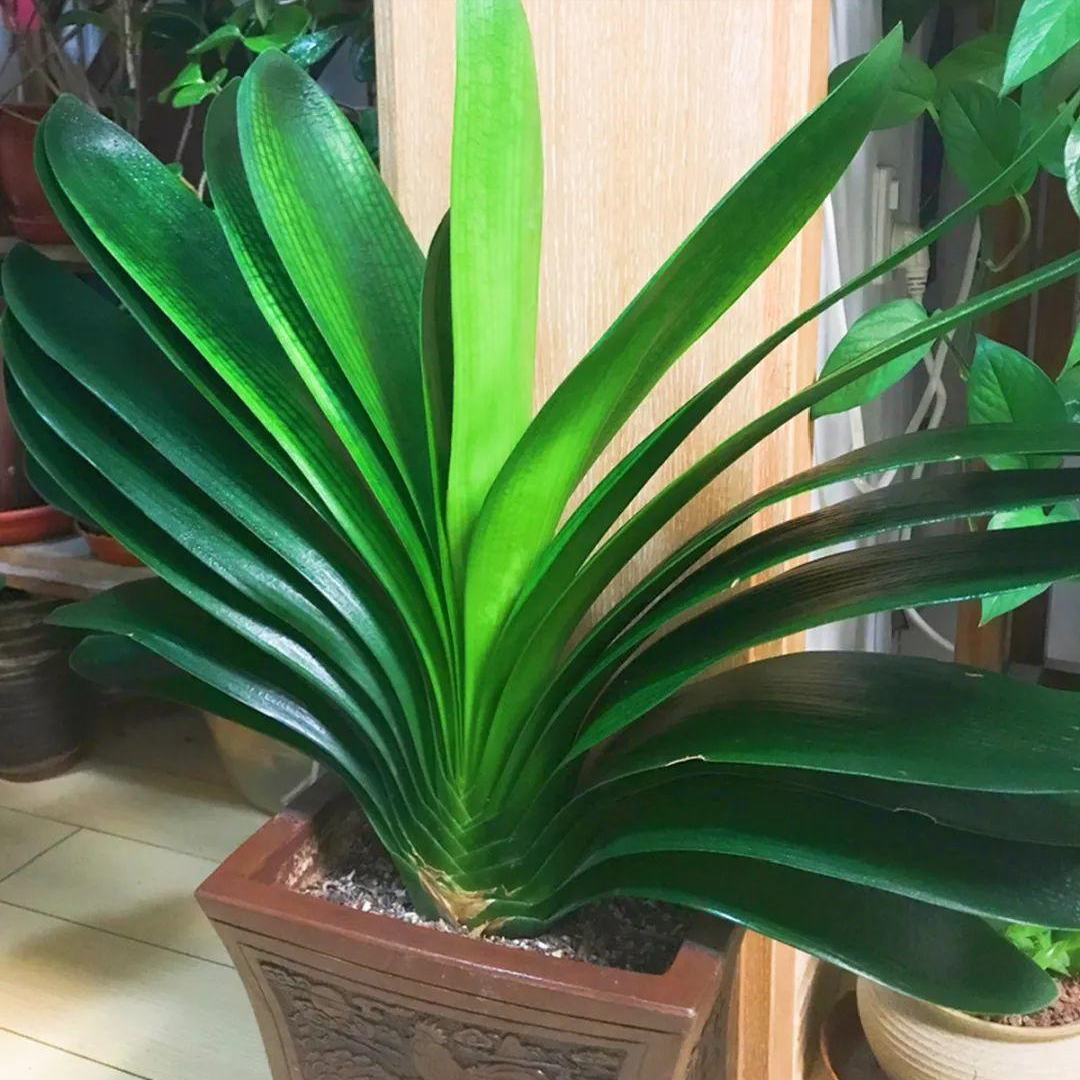 家里適合養(yǎng)哪些綠植_養(yǎng)綠植適合家里養(yǎng)嗎_養(yǎng)綠植適合家里養(yǎng)的植物