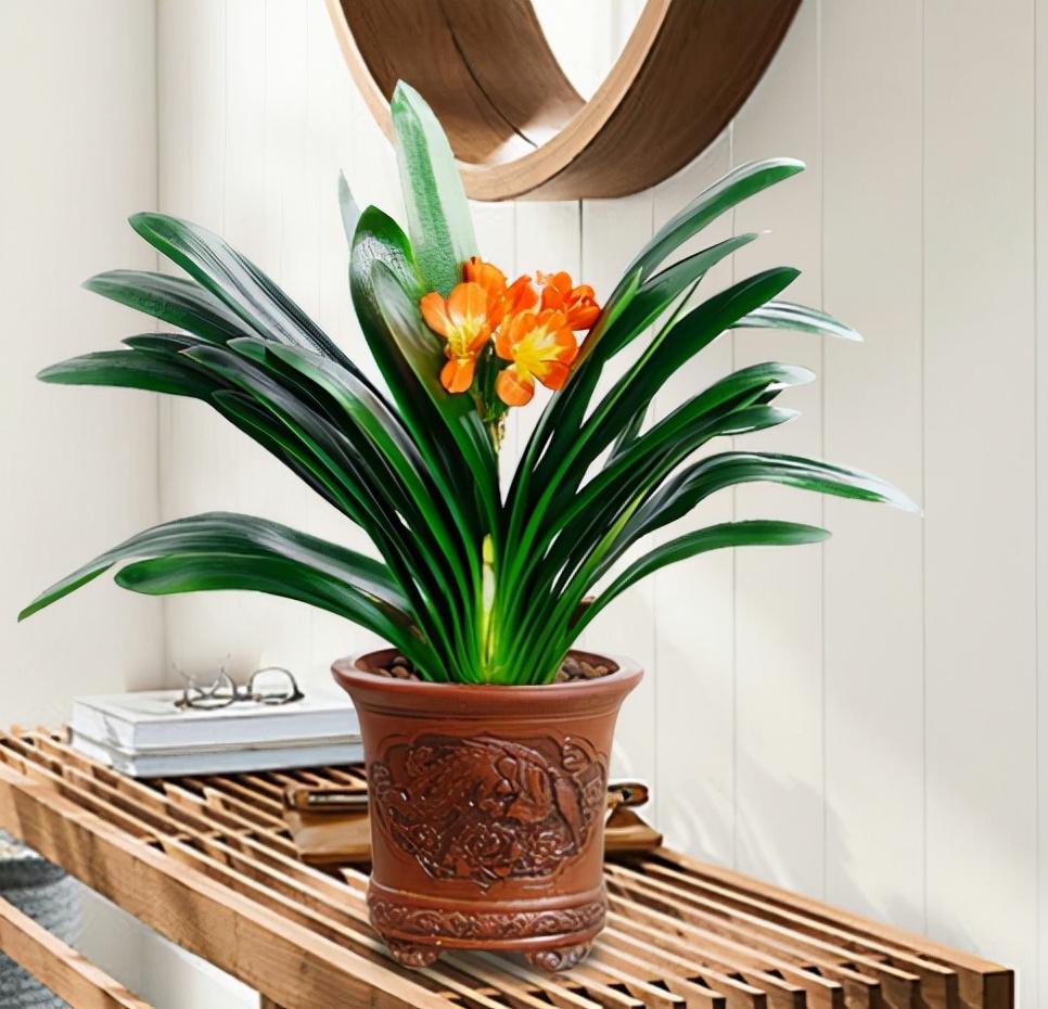 養(yǎng)綠植適合家里養(yǎng)的植物_家里適合養(yǎng)哪些綠植_養(yǎng)綠植適合家里養(yǎng)嗎