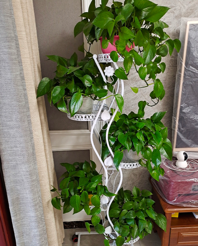 養(yǎng)綠植適合家里養(yǎng)嗎_養(yǎng)綠植適合家里養(yǎng)的植物_家里適合養(yǎng)哪些綠植