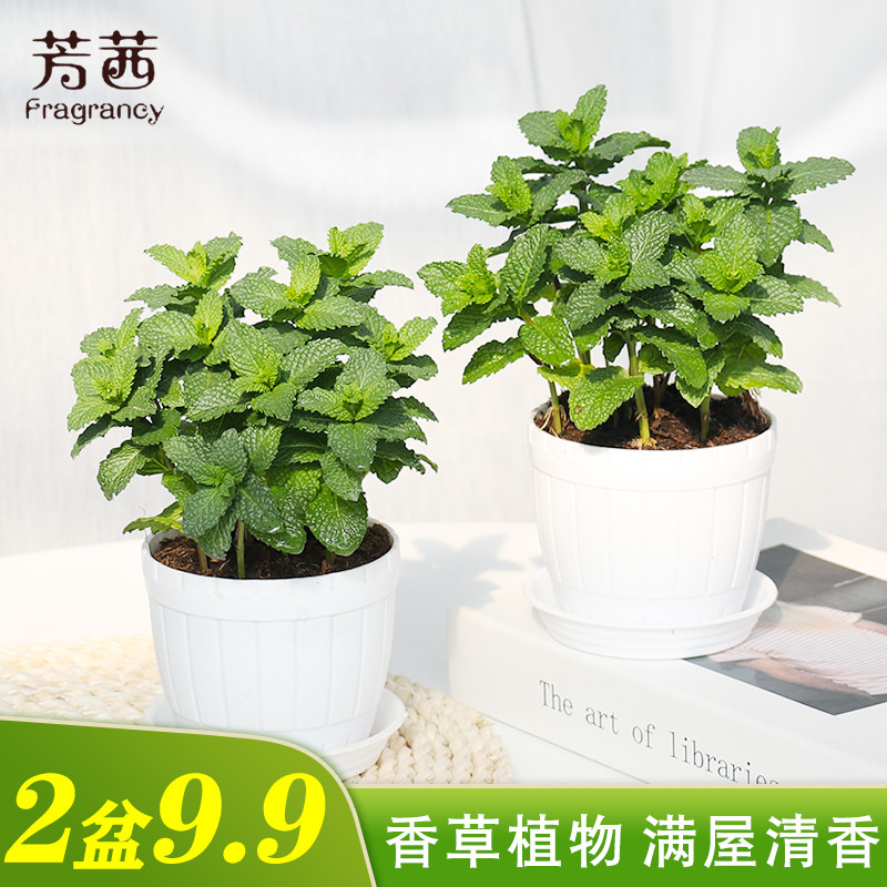 綠植水培好還是土培好_水培的綠植_綠植水培植物