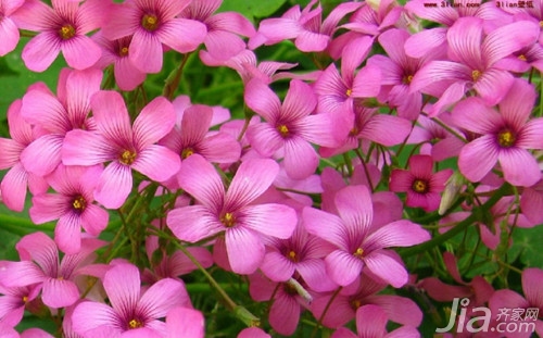 臥室養(yǎng)適合花草的植物_臥室適合養(yǎng)的花_什么花適合在臥室養(yǎng)