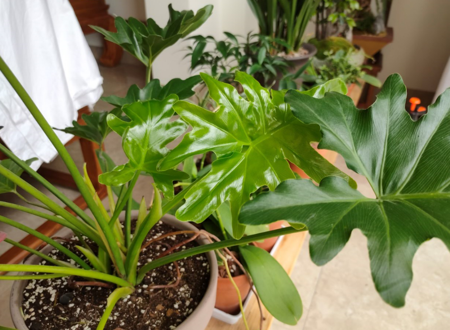 給綠植施肥_一般給綠植施肥怎么施肥法_怎么給綠植施肥