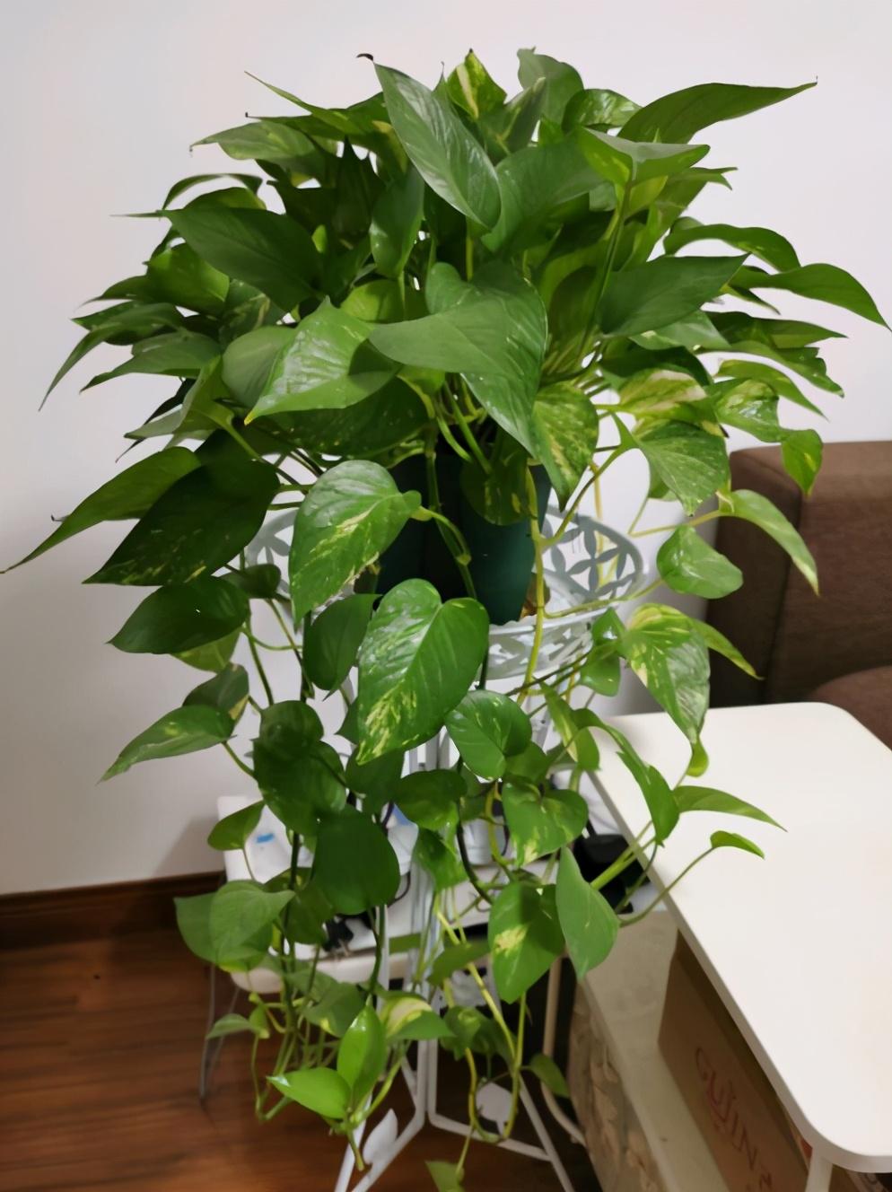 給綠植施肥_怎么給綠植施肥_一般給綠植施肥怎么施肥法