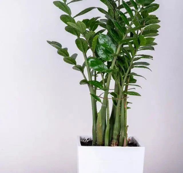 哪些盆栽適合放室內(nèi) 且好養(yǎng)_盆栽室內(nèi)養(yǎng)適合放好的植物_室內(nèi)盆栽擺放