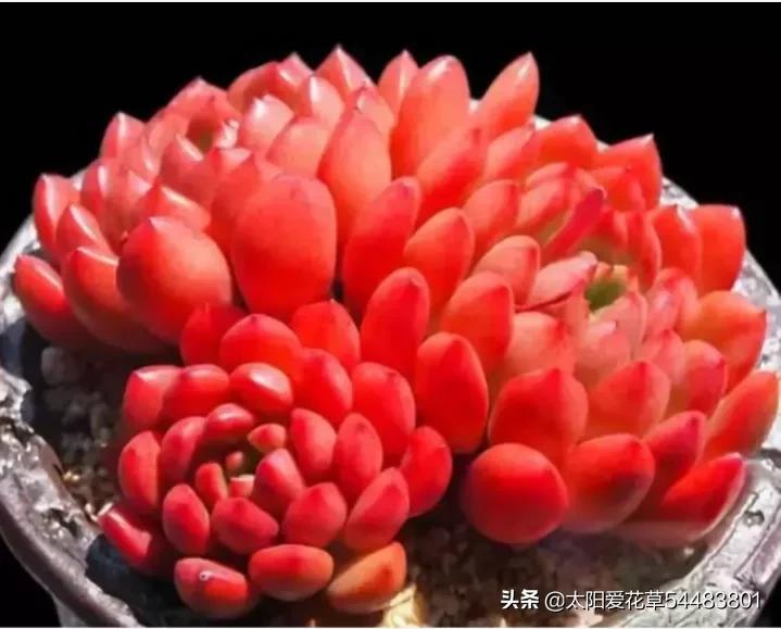 荷花多肉容易徒長嗎_荷花多肉好養(yǎng)嗎_多肉植物荷花好養(yǎng)嗎