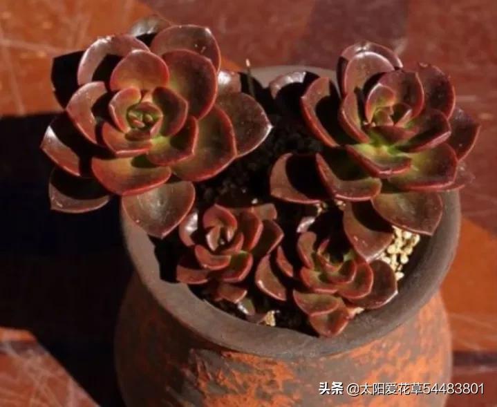 荷花多肉容易徒長嗎_多肉植物荷花好養(yǎng)嗎_荷花多肉好養(yǎng)嗎